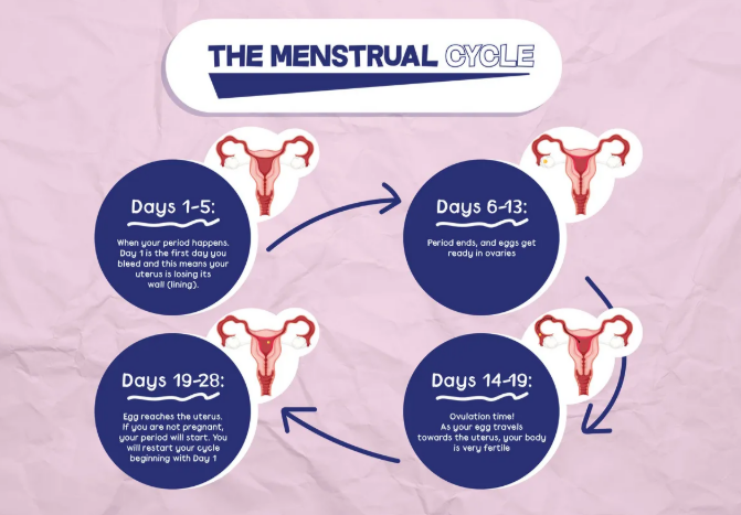 Menstrual Cycle